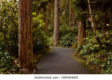 path way through forest