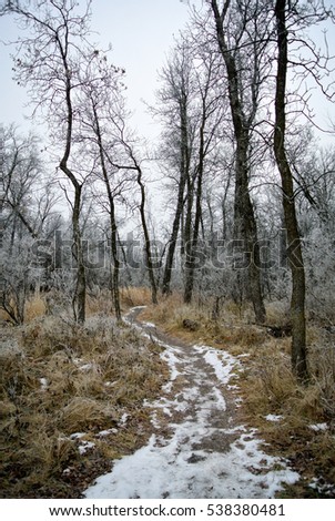 Path winding through bare trees on a dark day in Bois Des Esprits Park, Winnipeg, Manitoba
