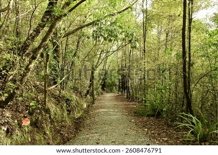 A path winding through a lust forest.