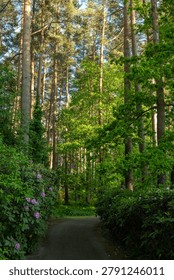 A path winds into a sunlit pine forest. Fresh green foliage and a pink rhododendron frame the trail beneath tall, straight trunks. Photographed at the Babite rhododendron park in Latvia in late spring, it fits nature-walk, garden, springtime and woodland themes.