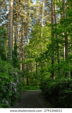 A path winds into a sunlit pine forest. Fresh green foliage and a pink rhododendron frame the trail beneath tall, straight trunks. Photographed at the Babite rhododendron park in Latvia in late spring, it fits nature-walk, garden, springtime and woodland themes.