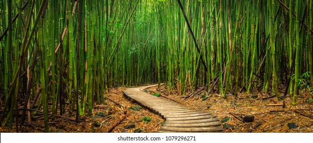 Bamboo Forest Hawaii Images Stock Photos Vectors Shutterstock