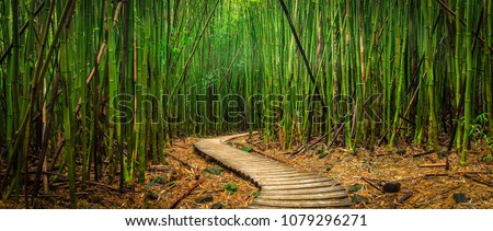 A path winds through a bamboo forest in Haleakala Maui, Hawaii.