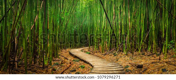 A path winds through a bamboo forest nature wallpaper mural.