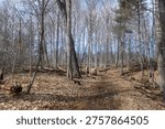 A path winds through bare trees in Bronte Creek Provincial Park, taken on an early spring day.