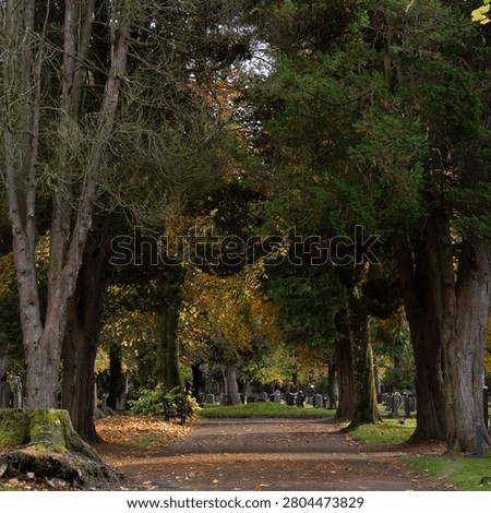 A path winds through a cemetery lined with large trees in autumn. Fallen leaves cover the ground, and gravestones are visible in the background.
