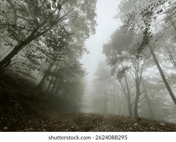 A path winds through a dense forest shrouded in a thick, gray fog. The trees, various shades of gray-green, are close together and their branches and leaves are indistinct in the mist. The light filte