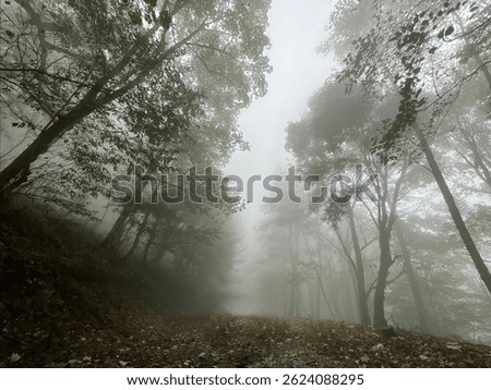 A path winds through a dense forest shrouded in a thick, gray fog. The trees, various shades of gray-green, are close together and their branches and leaves are indistinct in the mist. The light filte