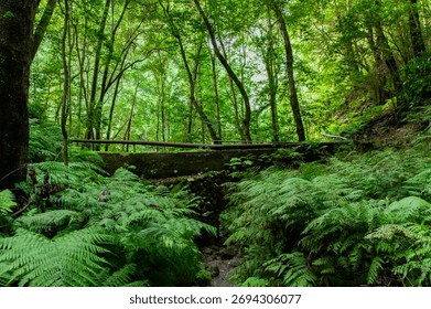 A path winds through a dense, verdant forest. A fallen log spans the path, creating a natural bridge. Ferns cover the ground and surrounding vegetation.