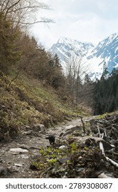 A hiker’s path winds through a quiet mountain landscape, surrounded by tall trees and rocky terrain, leading to majestic, snow-clad peaks. Nature’s stillness invites exploration.