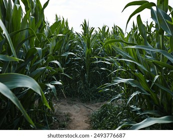 Path winds through towering green cornfield under cloudy sky. - Powered by Shutterstock