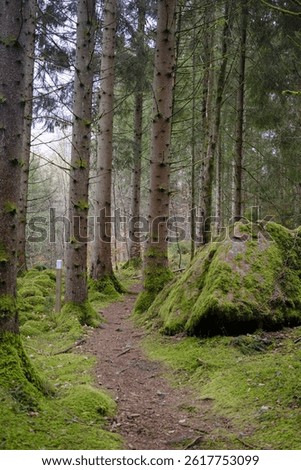 Path winds through verdant forest, with moss-covered ground and trees and evokes a sense of peace and tranquility, a perfect getaway. Jorden runt hiking trail in gustafsberg, Sweden, April 2025