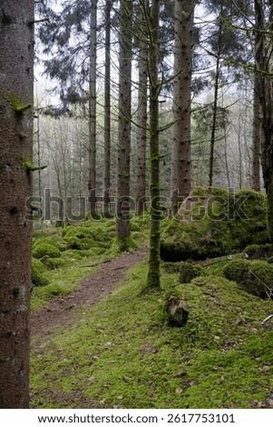 Path winds through verdant forest, with moss-covered ground and trees and evokes a sense of peace and tranquility, a perfect getaway. Jorden runt hiking trail in gustafsberg, Sweden, April 2025