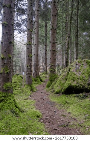 Path winds through verdant forest, with moss-covered ground and trees and evokes a sense of peace and tranquility, a perfect getaway. Jorden runt hiking trail in gustafsberg, Sweden, April 2025