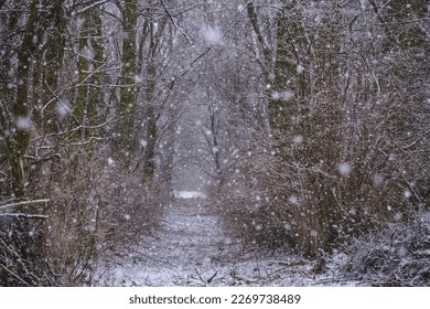 A path in the winter forest. it's snowing, december