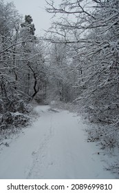 Path In Winter Snowy Forest