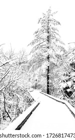 The path to winter, in spring. A late snowfall in May in New England.