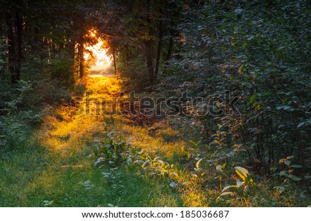 Similar – Image, Stock Photo An autumnal path with trees and light and shadow