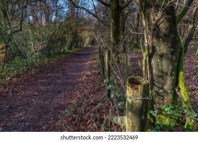 A Path In Woodland On The South Downs Way, West Sussex, UK