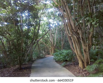 Path in the Woods 2