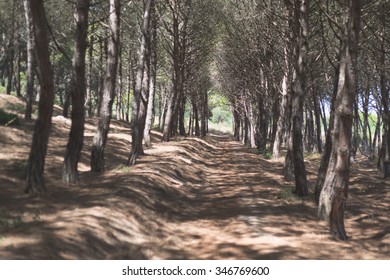 path in the woods