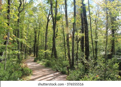 Path In The Woods