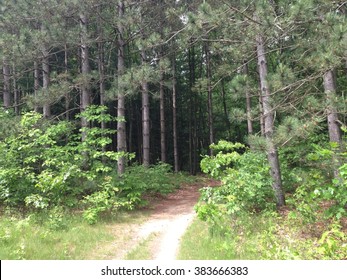 Path in the Woods