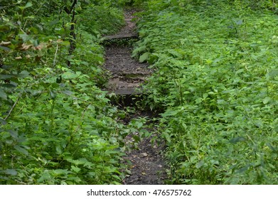 Path in the Woods