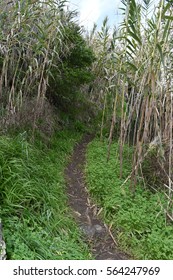path to the woods