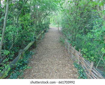 Path in the woods
