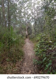 Path in the woods
