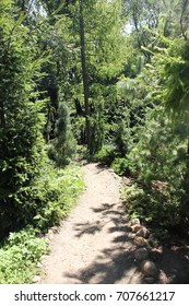 Path in the woods
