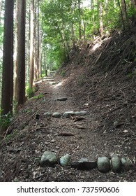 Path in the woods