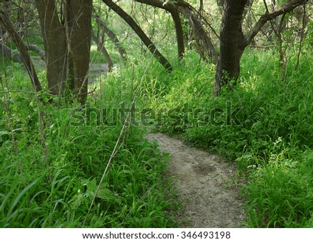 Path in woods.