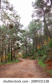 Path In The Woods In Autumn Seasons. Colorful Leaves. A Very Romantic Path. No People.	
