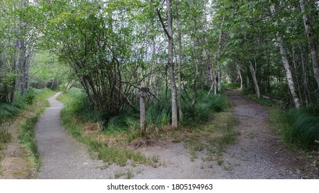 Path In Woods Splitting Into Two