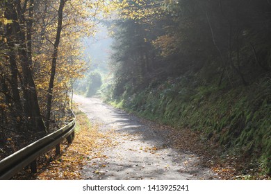 path in the woods with sun reflection