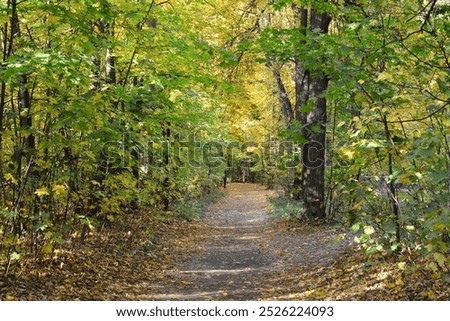 a path in the woods with a tree on the right side 