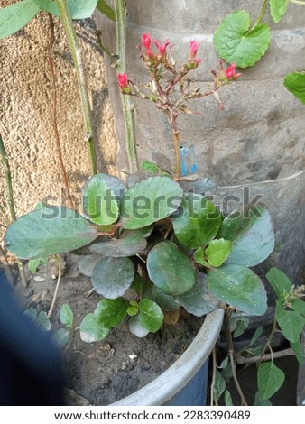 pathar kuchi pata  the pebble leaves 