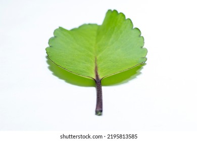 Patharkuchi Patharchatta Leaf White Background Kalanchoe Stock Photo ...