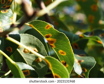 Pathogenic Fungus Gymnosporangium Sabinae On The Leaves Of The Pear Tree