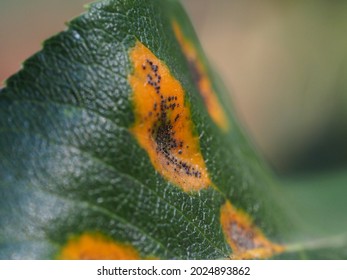 Pathogenic Fungus Gymnosporangium Sabinae On The Leaves Of The Pear Tree