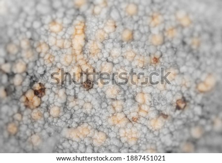 Pathogens in coconut meat. Abnormalities in coconut meat. Ugly coconut meat