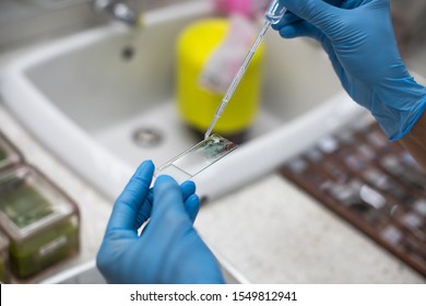 The pathologist is preparing a slide for the pathologist to diagnose.