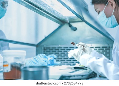 pathologist preparing tissue biopsy sample for microscope slide. Medical scientist analyzing disease diagnosis in hospital laboratory. Lab technician analyzing dna sample in sterile research facility.