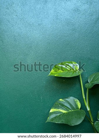 The pathos and green wall. 
