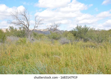 The Paths At Hueco Tanks