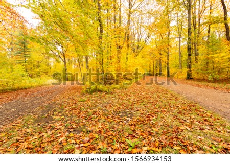 Paths, right and left, in the park during autumn season.