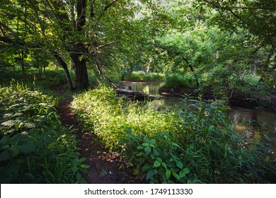 Paths wandering through trees in a forest with gravel and concrete areas and sunshine mixed with cloudy patches but lush green branches and leaves