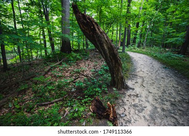 Paths wandering through trees in a forest with gravel and concrete areas and sunshine mixed with cloudy patches but lush green branches and leaves